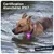 PAJ GPS Lampe de Sécurité pour Chien PAJ Light Mini PAJ GPS Lampe de Sécurité pour Chien PAJ Light Mini