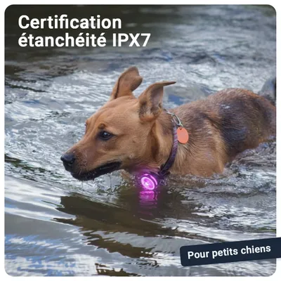 PAJ GPS Lampe de Sécurité pour Chien PAJ Light Mini PAJ GPS Lampe de Sécurité pour Chien PAJ Light Mini