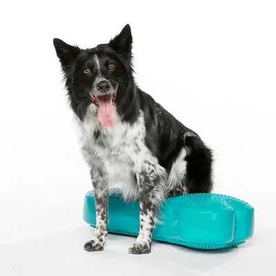 FitPaws Coussin d'équilibre K9FITbone pour chien, agility ou rééducation
