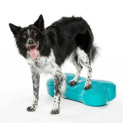 FitPaws Coussin d'équilibre K9FITbone pour chien, agility ou rééducation