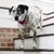 ToeGrips aide antidérapante pour chien ToeGrips aide antidérapante pour chien