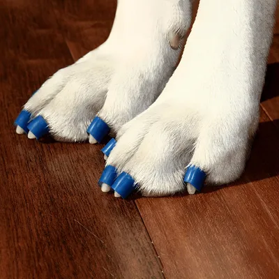 ToeGrips aide antidérapante pour chien ToeGrips aide antidérapante pour chien
