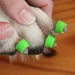 ToeGrips aide antidérapante pour chien