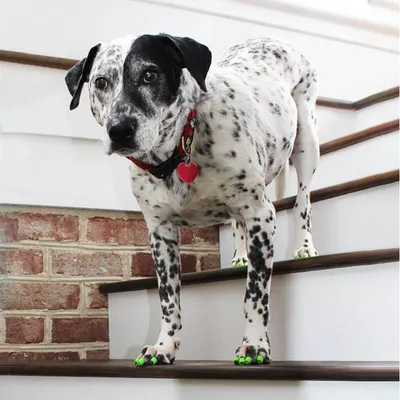 ToeGrips aide antidérapante pour chien ToeGrips aide antidérapante pour chien