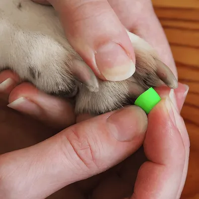 ToeGrips aide antidérapante pour chien ToeGrips aide antidérapante pour chien