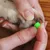 ToeGrips aide antidérapante pour chien ToeGrips aide antidérapante pour chien
