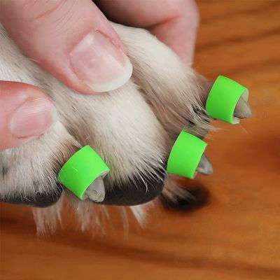 ToeGrips aide antidérapante pour chien