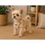 Harnais pour chien Lara Beige Harnais pour chien Lara Beige