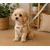Harnais pour chien Lara Beige Harnais pour chien Lara Beige