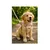 Harnais pour chien Lara Beige Harnais pour chien Lara Beige