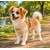 Harnais pour chien Lara Beige Harnais pour chien Lara Beige