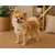 Harnais pour chien Lara Beige
