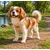 Harnais pour chien Lara Beige