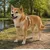 Harnais pour chien Lara Beige Harnais pour chien Lara Beige