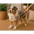 Harnais pour chien Lara Beige Harnais pour chien Lara Beige