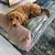 Molly Mutt Housse de Lit pour Chien et Chat I don't like mondays Molly Mutt Housse de Lit pour Chien et Chat I don't like mondays