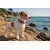 Collier pour chien avec doublure néoprène Collier pour chien avec doublure néoprène
