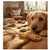 Jouet bâton avec corde de caoutchouc pour chien Jouet bâton avec corde de caoutchouc pour chien