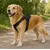 Harnais réglable et réfléchissant pour Chien Balou