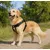 Harnais Easy Walker promenades confortables et sans traction
