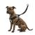 Harnais Easy Walker promenades confortables et sans traction M