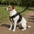 Harnais Easy Walker promenades confortables et sans traction