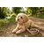 Laisse pour chien Lara
