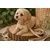 Laisse pour chien Lara