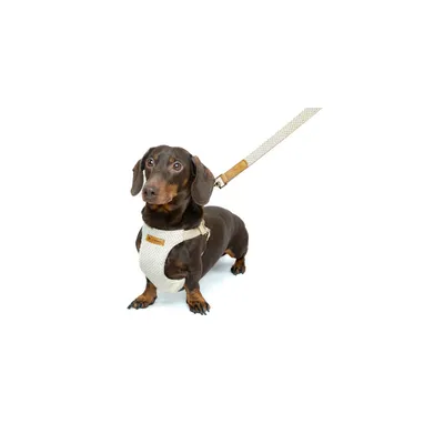 Laisse pour chien Lara
