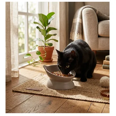 Gamelle ergonomique en céramique pour chat Filou Gamelle ergonomique en céramique pour chat Filou