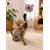 Jouet pour chat Gripi Peluche douce pour jeu et câlins rose