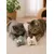 Lot de 2 jouets pour chat Brella avec cataire