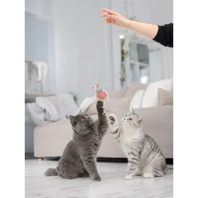Jouet suspendu Gripi souris avec catnip Peluche pour chat Jouet suspendu Gripi souris avec catnip Peluche pour chat