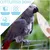 ZooVenture Os Seiche Oiseaux - Naturel, Calcium, 4 Pièces ZooVenture Os Seiche Oiseaux - Naturel, Calcium, 4 Pièces