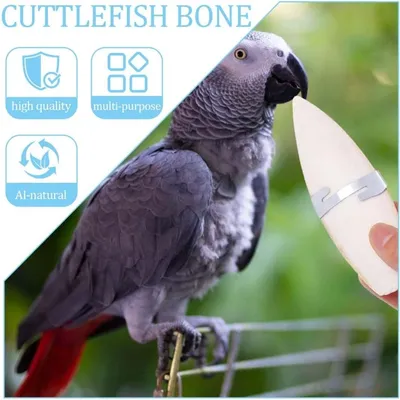 ZooVenture Os Seiche Oiseaux - Naturel, Calcium, 4 Pièces ZooVenture Os Seiche Oiseaux - Naturel, Calcium, 4 Pièces