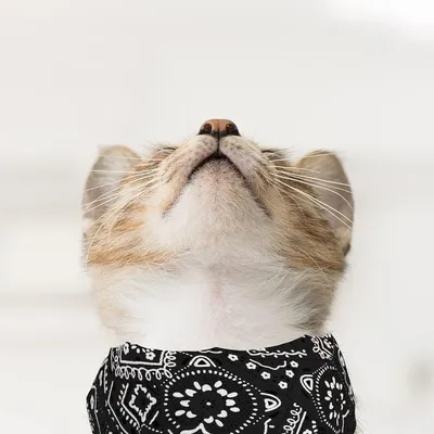 PetTribes Bandana Chat/Chien S | Fleur Boho Réversible (25-42cm) PetTribes Bandana Chat/Chien S | Fleur Boho Réversible (25-42cm)