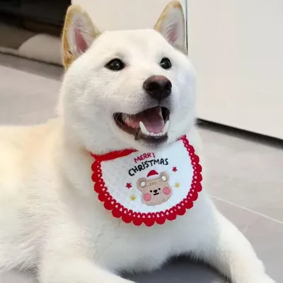 FurryFusion Weihnachtsstirnband mit Teddybärstickerei für Hunde und Katzen