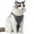 FurryFusion Combinaison de récupération de stérilisation pour chats FurryFusion Combinaison de récupération de stérilisation pour chats