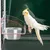 MCBOSON Mangeoire Double Automatique Oiseaux