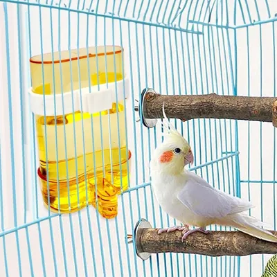 MCBOSON Abreuvoir Automatique Oiseaux avec Clip