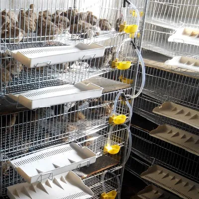 MCBOSON Lot de 12 Abreuvoirs Auto Oiseaux Poulets Cailles