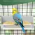 MCBOSON Lot de 2 Mangeoires Suspendues Perchoirs Perruches Canaris