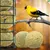 ZooVenture Mangeoire Oiseaux - Métal Émaillé, 2 Pièces