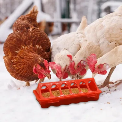 MCBOSON Lot de 2 Mangeoires Poussins