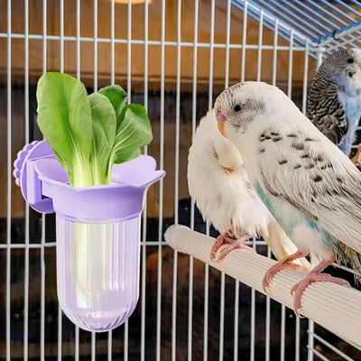MCBOSON Bols Amovibles Mangeoire/Abreuvoir avec Pince pour Cage d'Oiseaux