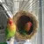 MCBOSON Nid d'Oiseau en Paille Naturelle Artisanale