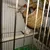 MCBOSON Nid d'Oiseau en Paille Naturelle Artisanale