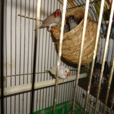MCBOSON Nid d'Oiseau en Paille Naturelle Artisanale