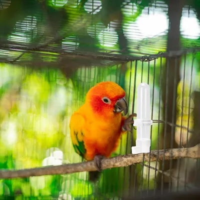 MCBOSON Lot de 2 Distributeurs Automatique Oiseaux