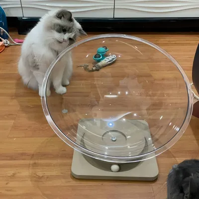 FurryFusion Nid d'espace pour chat FurryFusion Nid d'espace pour chat